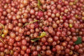 Rybíz růžový Pink Champagne (keřový, kontejner)