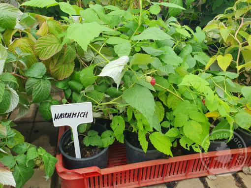 Sazenice maliníku odrůdy Naschmich – ilustrativní snímek