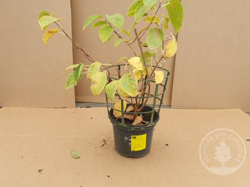 Chang Bai Giant kiwi samičí rostlina