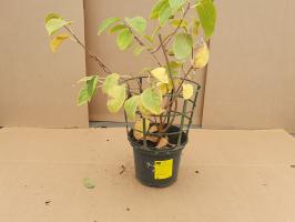 Chang Bai Giant kiwi samičí rostlina