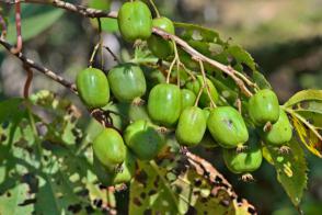 Chang Bai Giant kiwi samičí rostlina