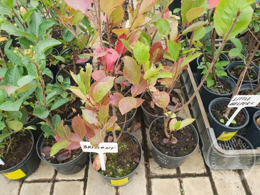 Jeřáb aronie Brilliant