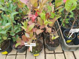 Jeřáb aronie Brilliant