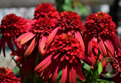 Echinacea (Třapatka) Eccentric