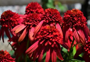 Echinacea (Třapatka) Eccentric
