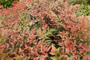 Nandina Moonbay (Nebeský bambus)