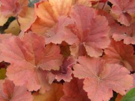 Dlužicha Northerm Exposure Amber