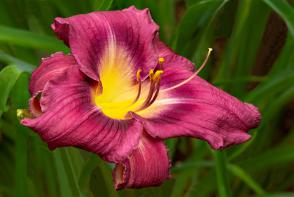 Denivka Little Grapette