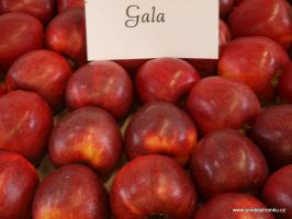 Gala jabloň podnož A2