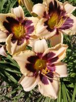 Denivka Peach Pudding