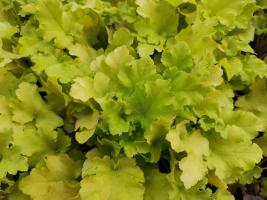 Dlužicha Little cuties Sweet Tart