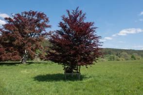 Buk lesní Atropurpurea
