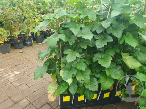 Maliník Raspberry Towers stromkový