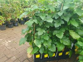 Maliník Raspberry Towers stromkový