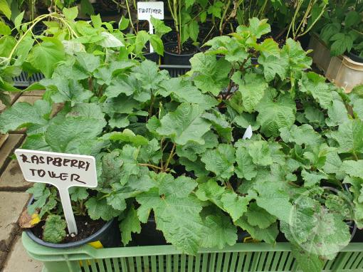 Maliník Raspberry Towers stromkový