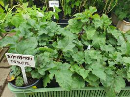 Maliník Raspberry Towers stromkový