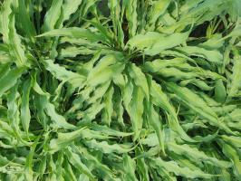 Hosta (Bohyška) Silly String