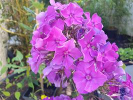 Plaménka latnatá Blue Paradise