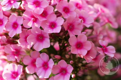 Plaménka latnatá Sweet Summer Fragrance