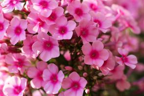 Plaménka latnatá Sweet Summer Fragrance