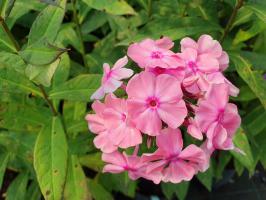 Plaménka latnatá Sweet Summer Fragrance