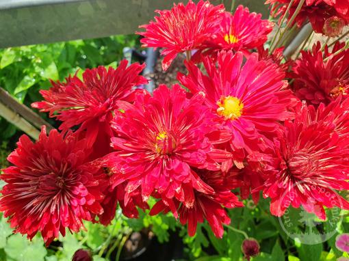 Chrysantéma/listopadka Duchesse of Edinburgh