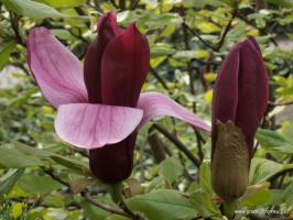 Magnolia liliokvětá Nigra