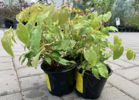 Škornice velkokvětá Lilafee