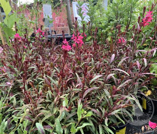 Svíčkovec Belleza Dark Pink