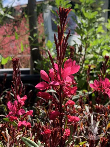 Svíčkovec Belleza Dark Pink
