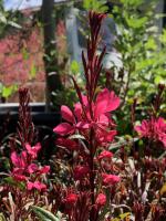 Svíčkovec Belleza Dark Pink