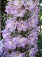 Stračka Delphina Pink and White Bee