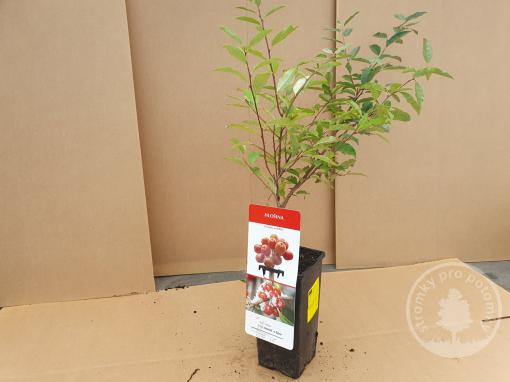 Hlošina okoličnatá Pointilla Fortunella