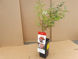 Hlošina okoličnatá Pointilla Fortunella