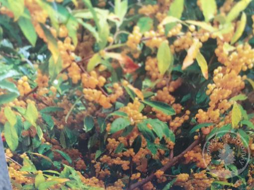 Hlošina okoličnatá Pointilla Fortunella