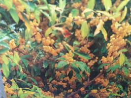 Hlošina okoličnatá Pointilla Fortunella