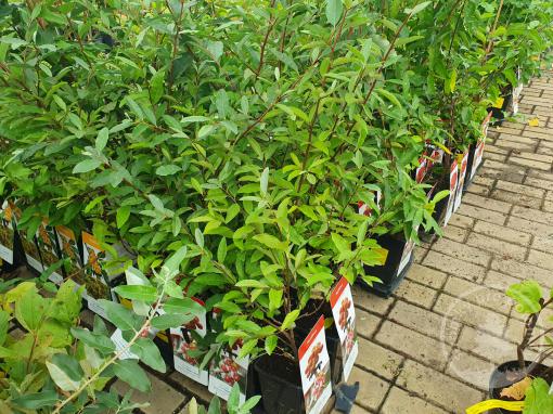 Hlošina okoličnatá Briliant Rose