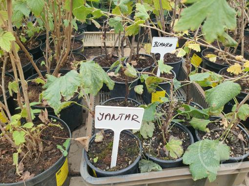 Rybíz bílý Jantar (keřový, kontejner)