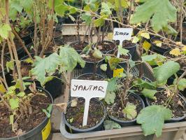 Rybíz bílý Jantar (keřový, kontejner)