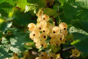 Rybíz bílý Jantar (keřový, kontejner)