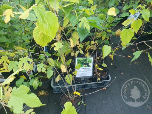 Moruše Gerardi Dwarf