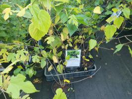 Moruše Gerardi Dwarf