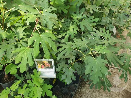 Fíkovník Gustis Twotimer