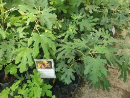 Fíkovník Gustis Twotimer