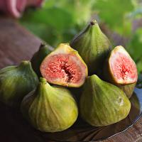 Fíkovník Gustis Twotimer