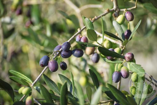 Mrazuvzdorná oliva Prodromos