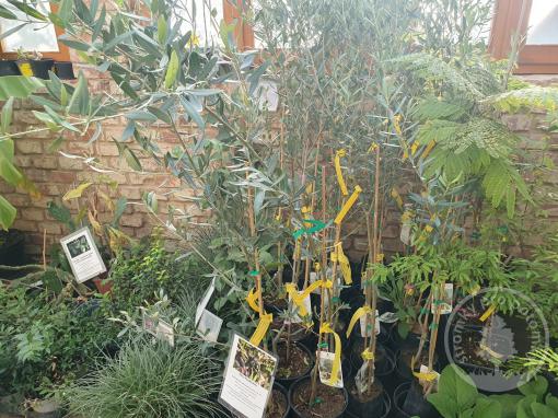 Mrazuvzdorná oliva Prodromos