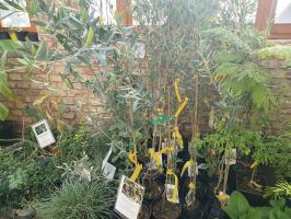 Mrazuvzdorná oliva Prodromos