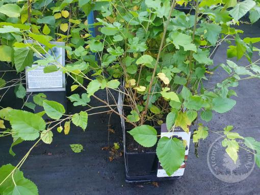 Moruše černá Charm