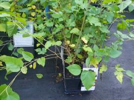 Moruše černá Charm